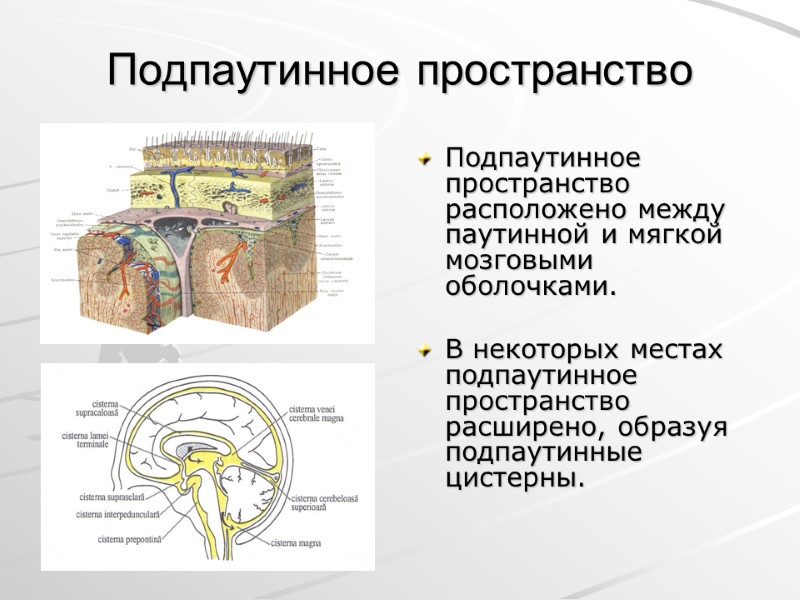 Подпаутинное пространство Подпаутинное пространство расположено между паутинной и мягкой мозговыми оболочками.  В некоторых